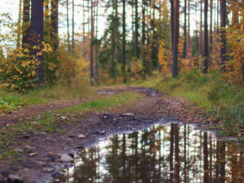 Scenic view of forest during autumn