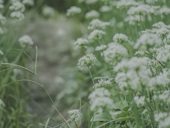 Close-up of white flowering plant
