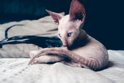 Close-up of cat on bed