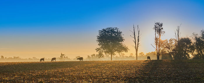 Scenic view of agricultural field against sky during sunset