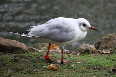 Seagull perching on rock