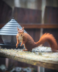 Squirrel on a table in the garden