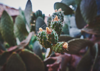 Close-up of flowering prickly pear fruit plant