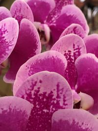 pink color
