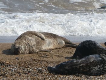 Grey seals resting on beach at horsey norfolk