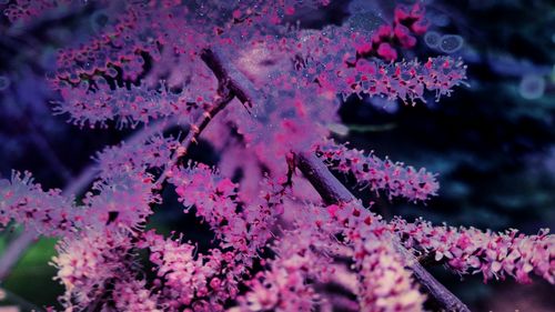 Close-up of pink flowers