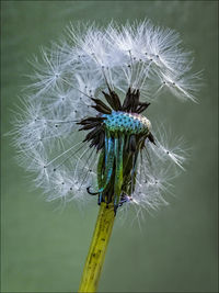 Close-up of dandelion on thistle