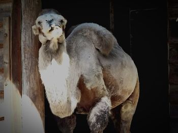 Close-up of sheep