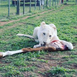 Lion eating dead animal
