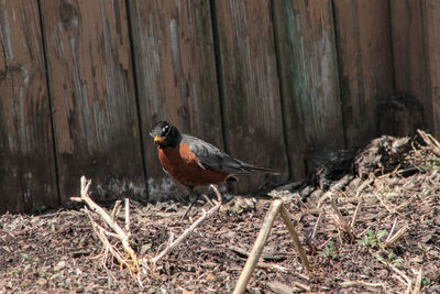 Close-up of bird perching on wood