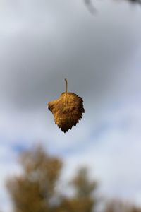 Close-up of dried leaf on plant during autumn