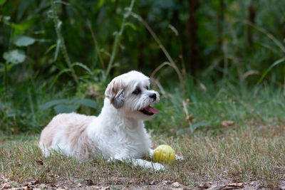 Dog looking away on field