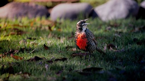 Bird with red chest perching on a field