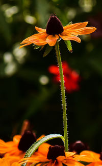 Close-up of flower blooming outdoors