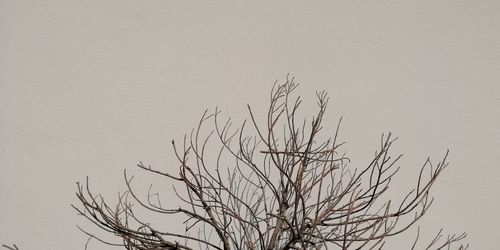 Low angle view of bare tree against clear sky