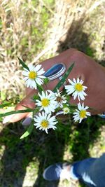 Cropped hand holding flower