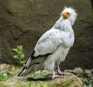 Close-up of eagle perching on rock