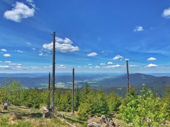 Plants growing on land against sky