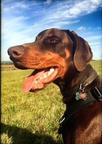 Dog standing on field