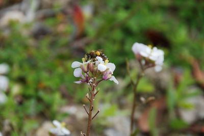 Close-up of insect on white flowers