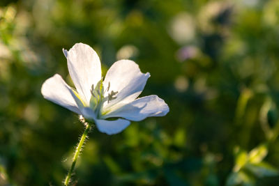 Close-up of white flowering plant