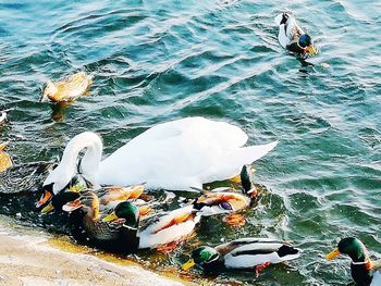 High angle view of ducks swimming in sea