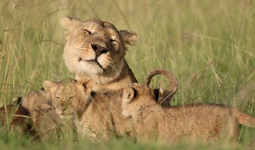 Close-up of lioness