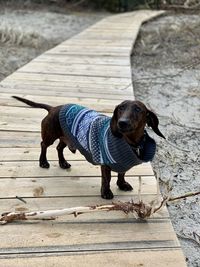 Dog standing on boardwalk