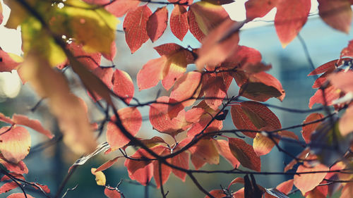 Low angle view of leaves on plant during autumn