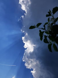 Low angle view of trees against blue sky