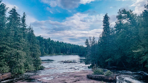Scenic view of river amidst trees against sky