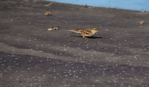 Close-up of bird in water