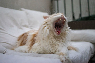 Cat yawning while sitting on sofa at home