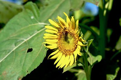 Close-up of sunflower