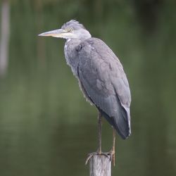 Close-up of bird perching on wooden post