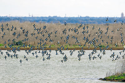 Flock of birds flying over lake