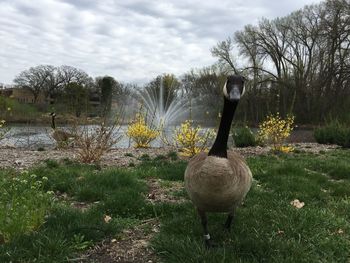 Bird on field by lake against sky