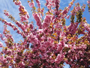 Low angle view of pink cherry blossoms against sky