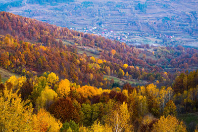 High angle view of pine trees in forest during autumn