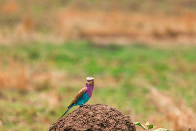 Lilac breasted roller at the maasai mara national reserve park in narok county rift valley in kenya 