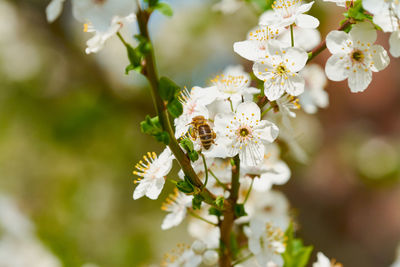 Close-up of white cherry blossoms