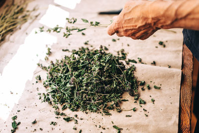 Cropped hand of person holding plant