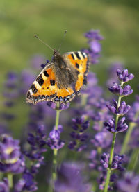 Close-up of butterfly pollinating on purple flower