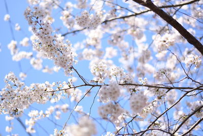 Low angle view of apple blossoms in spring