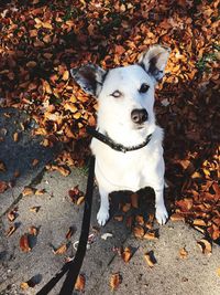 Portrait of dog sitting outdoors during autumn