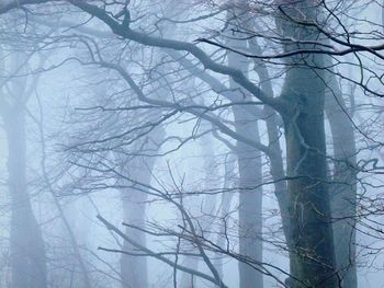 Low angle view of bare trees in winter