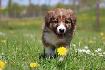 Portrait of puppy sitting on grassy field