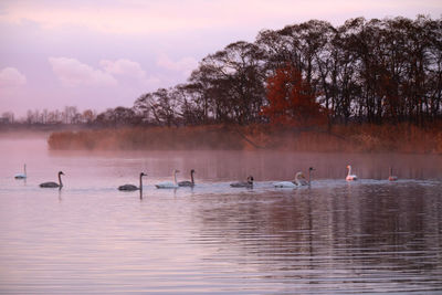 Swans swimming in lake