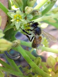 Close-up of honey bee on flower