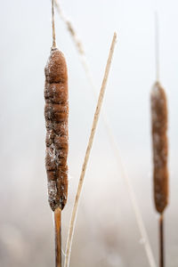 Close-up of cattail in winter